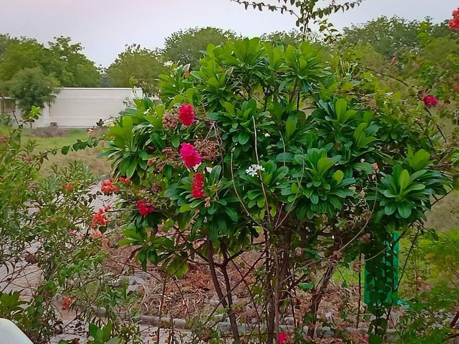 Mamta'S Home- Kensville Nānodra Dış mekan fotoğraf