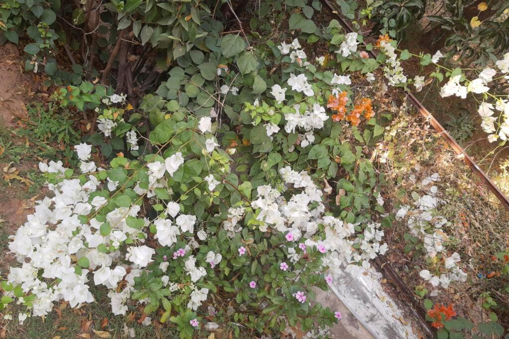 Mamta'S Home- Kensville Nānodra Dış mekan fotoğraf